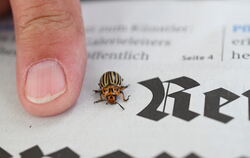 Ein Kartoffelkäfer neben dem Finger des Degerschlachters Wolfram Zielke, der seinen GEA lieber ungestört auf der Terrasse lesen 